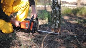 Best Lawn Disease Treatment  in Bent, NE