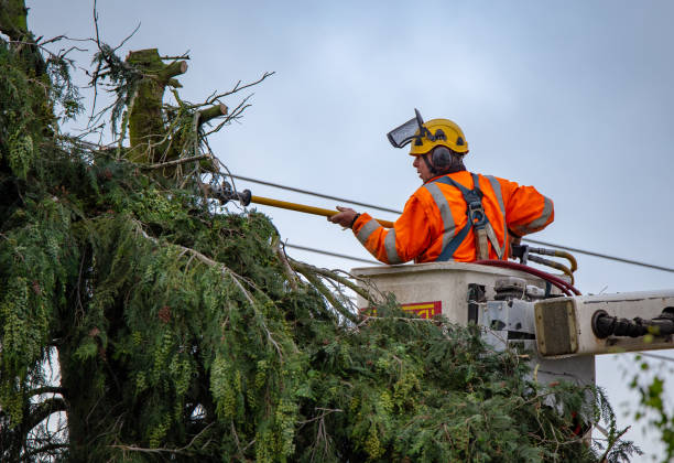 Best Tree Cabling and Bracing  in Bent, NE