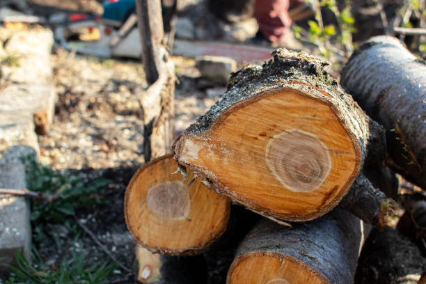 Best Tree and Shrub Care  in Bent, NE