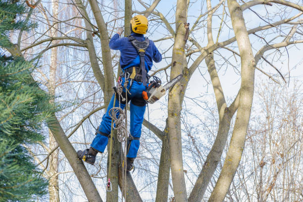How Our Tree Care Process Works  in  Bennet, NE