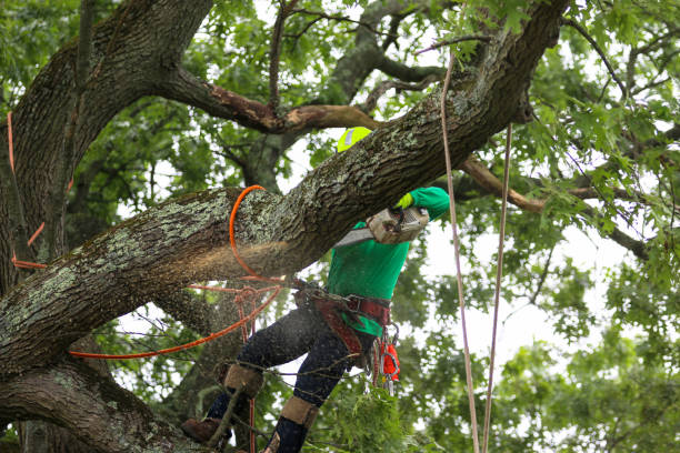 Best Fruit Tree Pruning  in Bent, NE