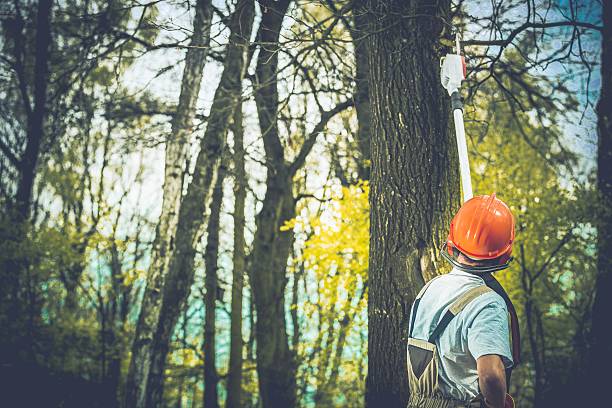 Best Arborist Consultation Services  in Bent, NE
